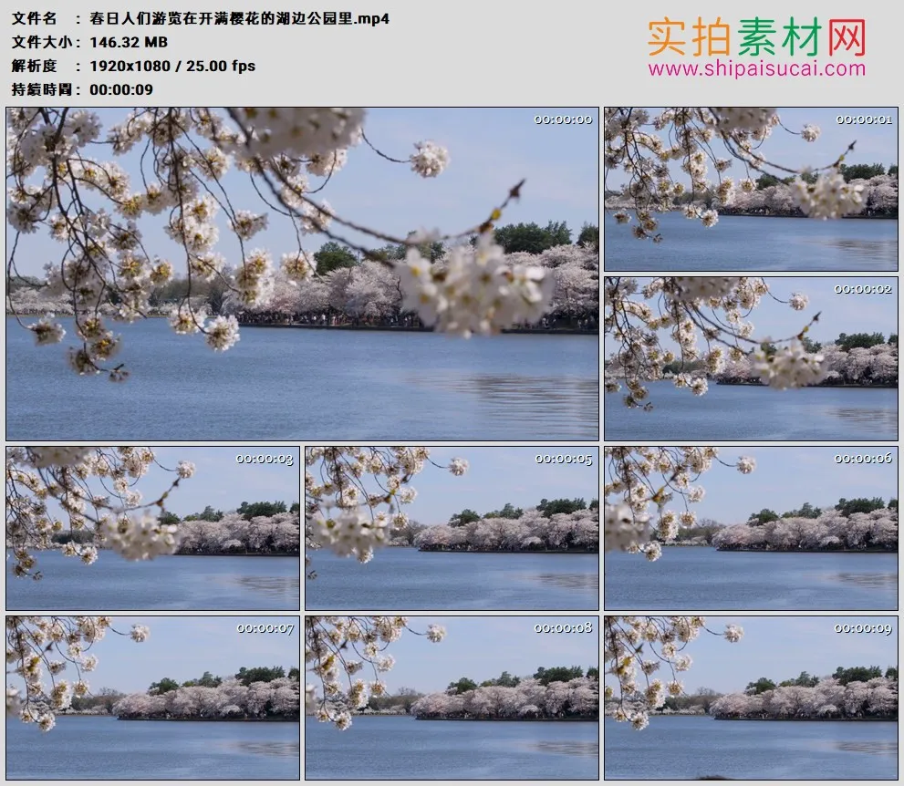 高清实拍视频素材丨春日人们游览在开满樱花的湖边公园里