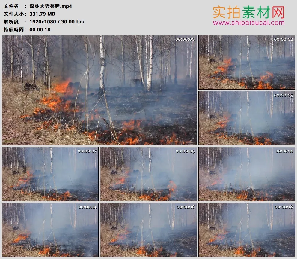 高清实拍视频素材丨森林火势蔓延