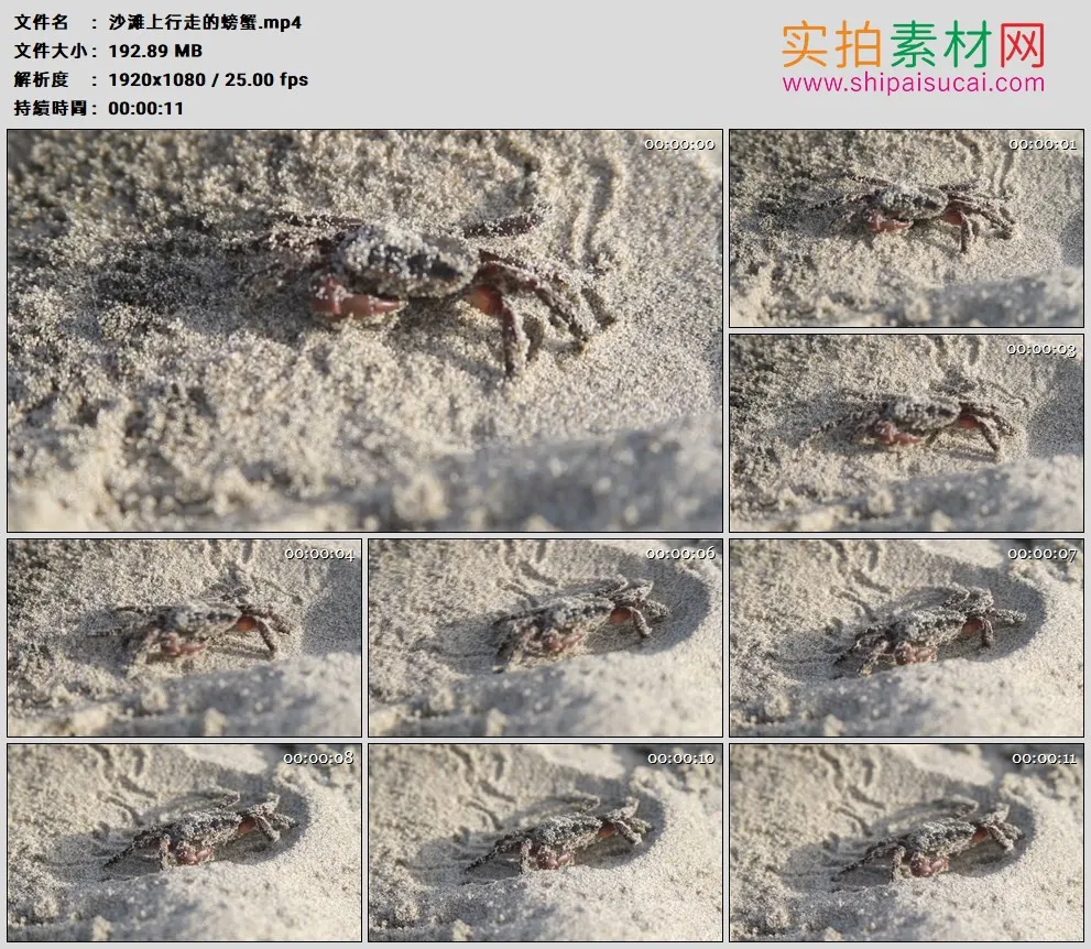 高清实拍视频素材丨沙滩上行走的螃蟹