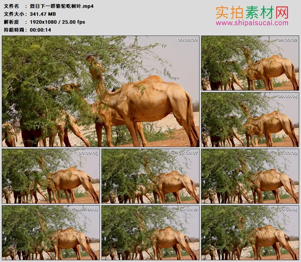 高清实拍视频素材丨烈日下一群骆驼吃树叶