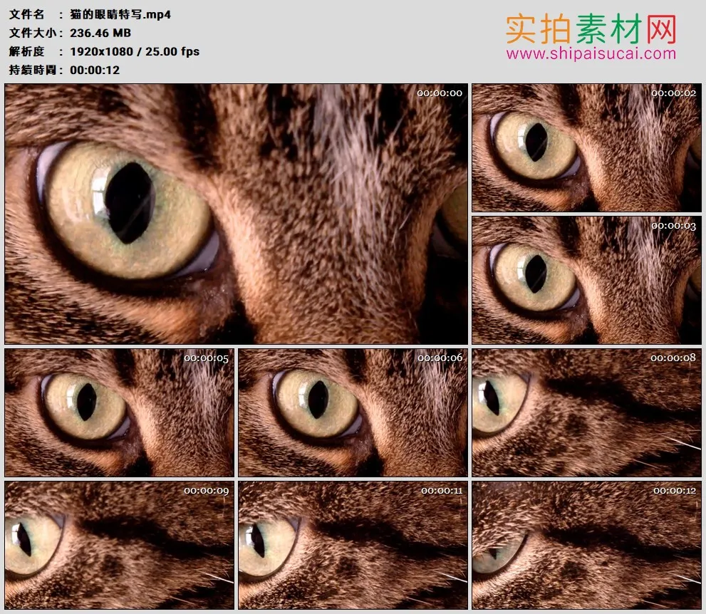 高清实拍视频素材丨猫的眼睛特写