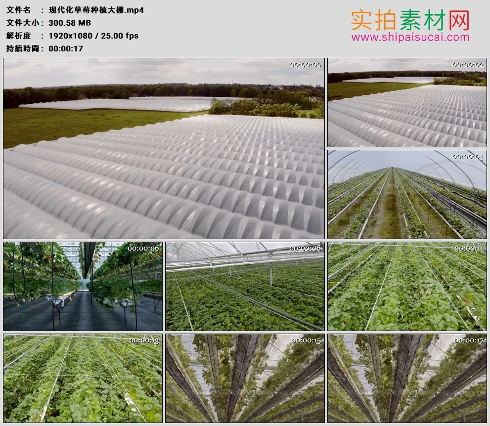 高清实拍视频素材丨现代化草莓种植大棚