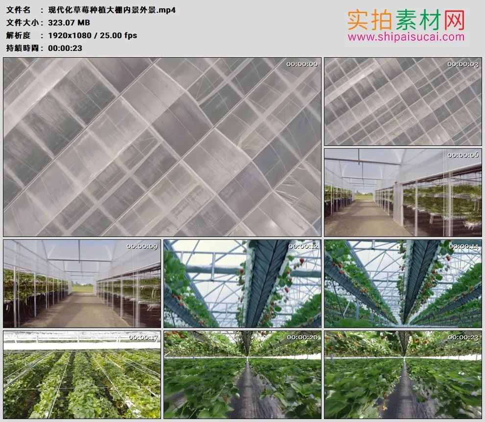 高清实拍视频素材丨现代化草莓种植大棚内景外景