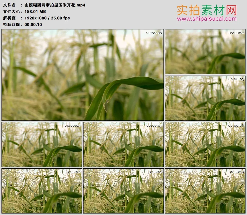 高清实拍视频素材丨由模糊到清晰拍摄玉米开花