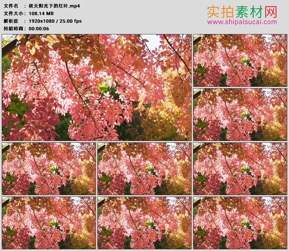 高清实拍视频素材丨秋天阳光下的红叶
