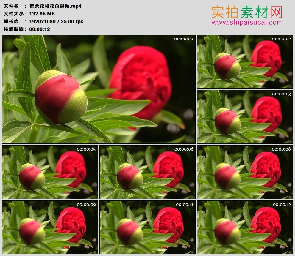 高清实拍视频素材丨芍药花和花苞视频