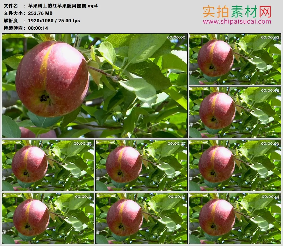 高清实拍视频素材丨苹果树上的红苹果随风摇摆
