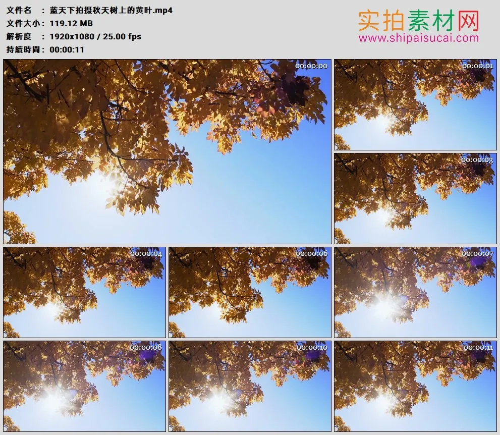 高清实拍视频素材丨蓝天下拍摄秋天树上的黄叶