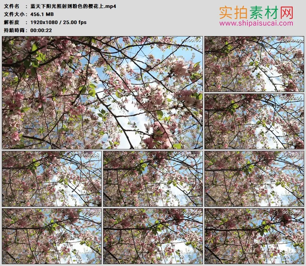 高清实拍视频素材丨蓝天下阳光照射到粉色的樱花上
