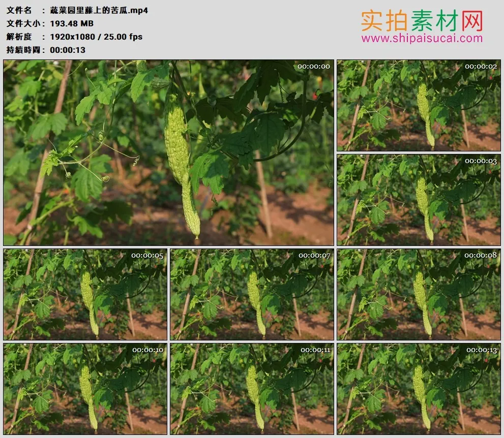 高清实拍视频素材丨蔬菜园里藤上的苦瓜