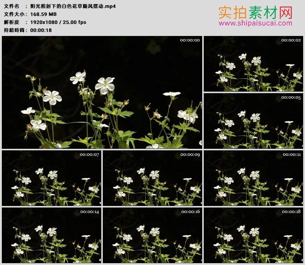 高清实拍视频素材丨阳光照射下的白色花草随风摆动