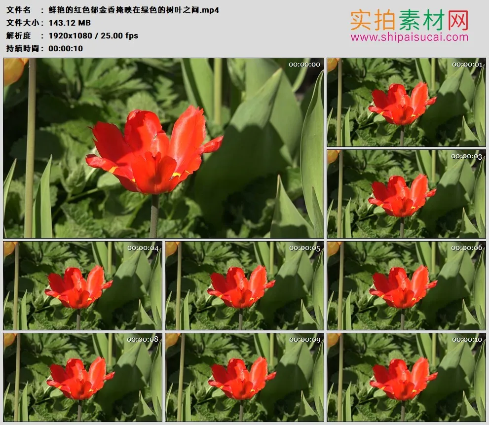 高清实拍视频素材丨鲜艳的红色郁金香掩映在绿色的树叶之间
