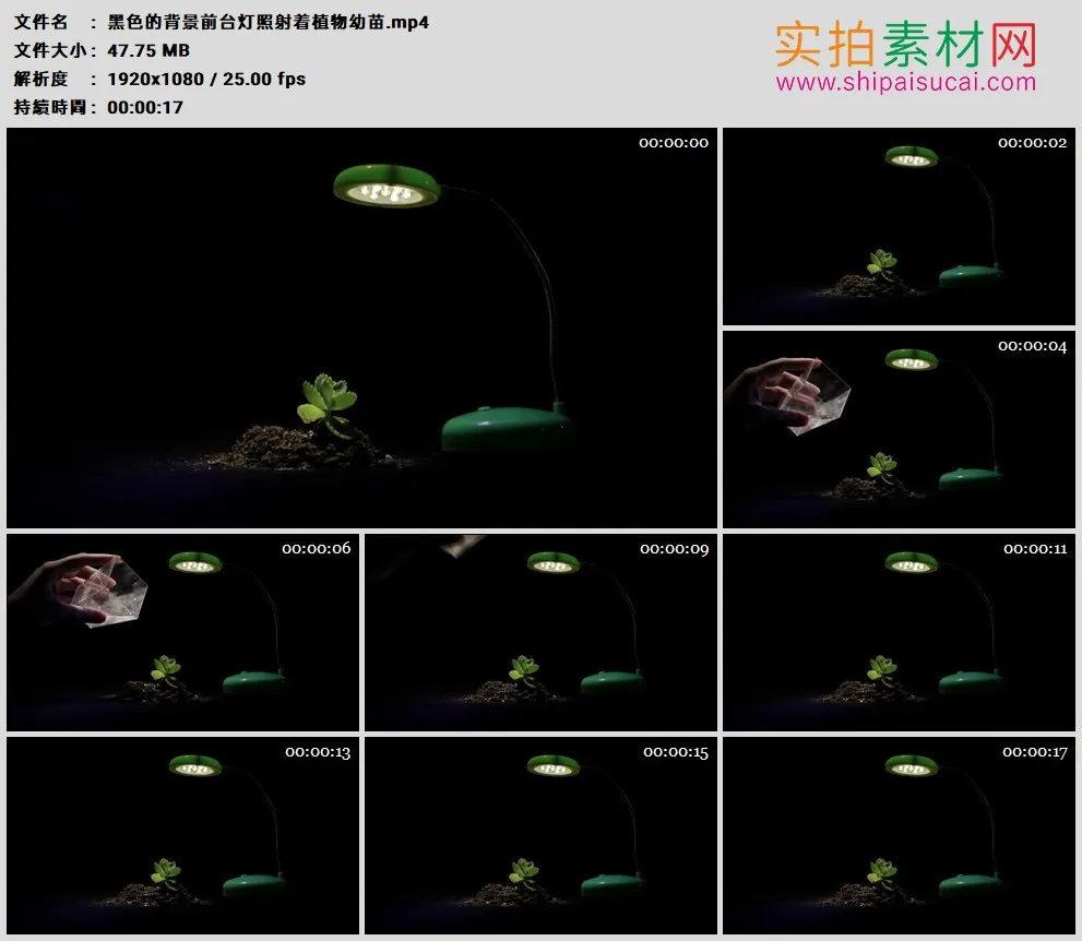 高清实拍视频素材丨黑色的背景前台灯照射着植物幼苗
