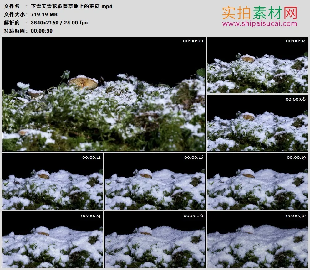 4K高清实拍视频素材丨下雪天雪花覆盖草地上的蘑菇