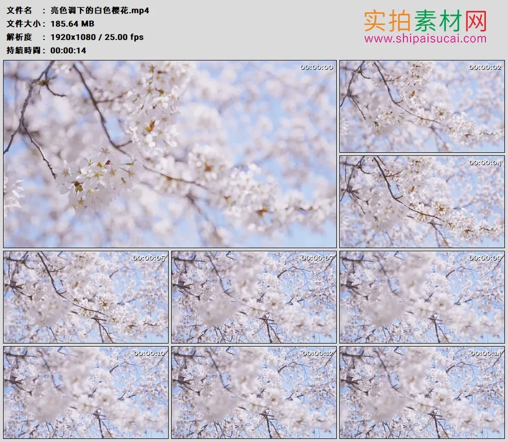 高清实拍视频素材丨亮色调下的白色樱花