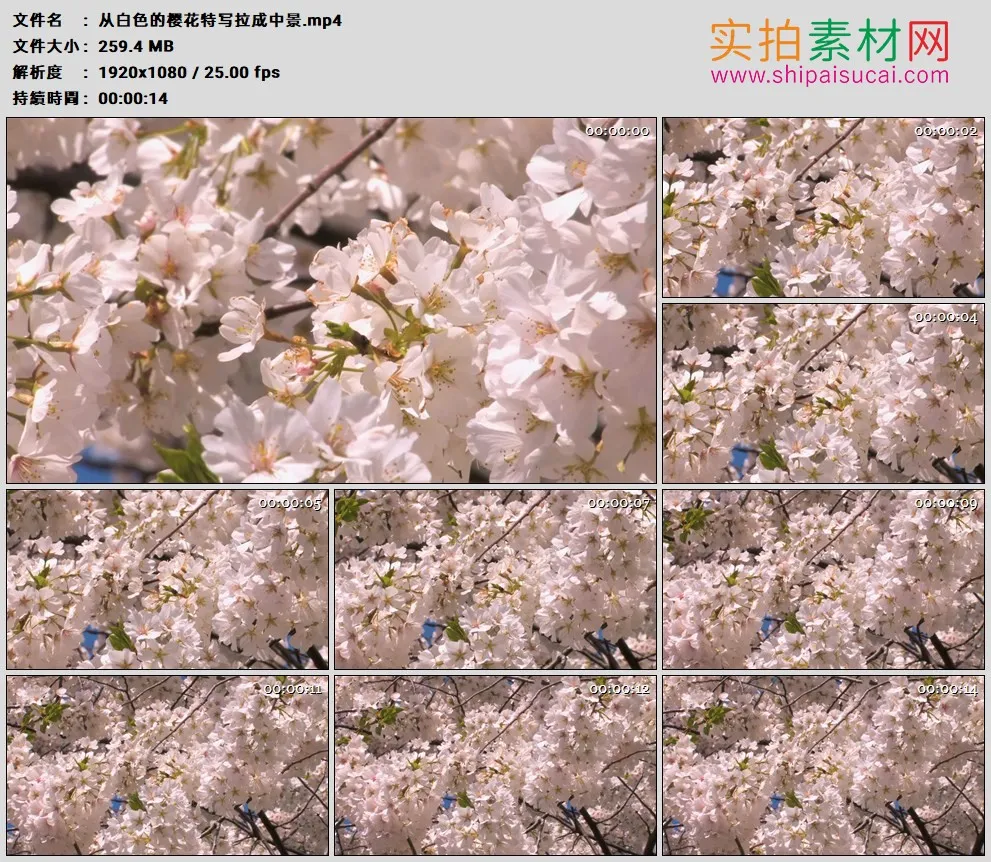 高清实拍视频素材丨从白色的樱花特写拉成中景