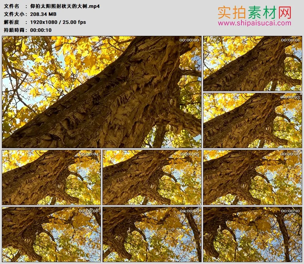 高清实拍视频素材丨仰拍太阳照射秋天的大树