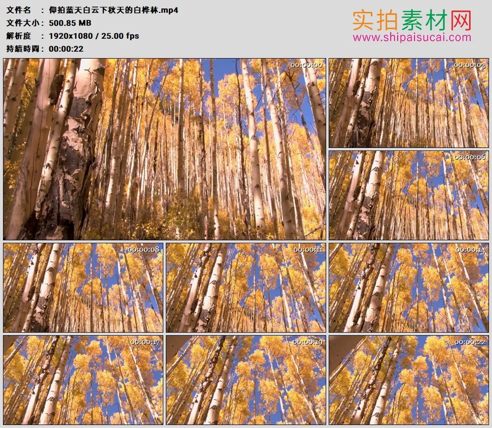 高清实拍视频素材丨仰拍蓝天白云下秋天的白桦林