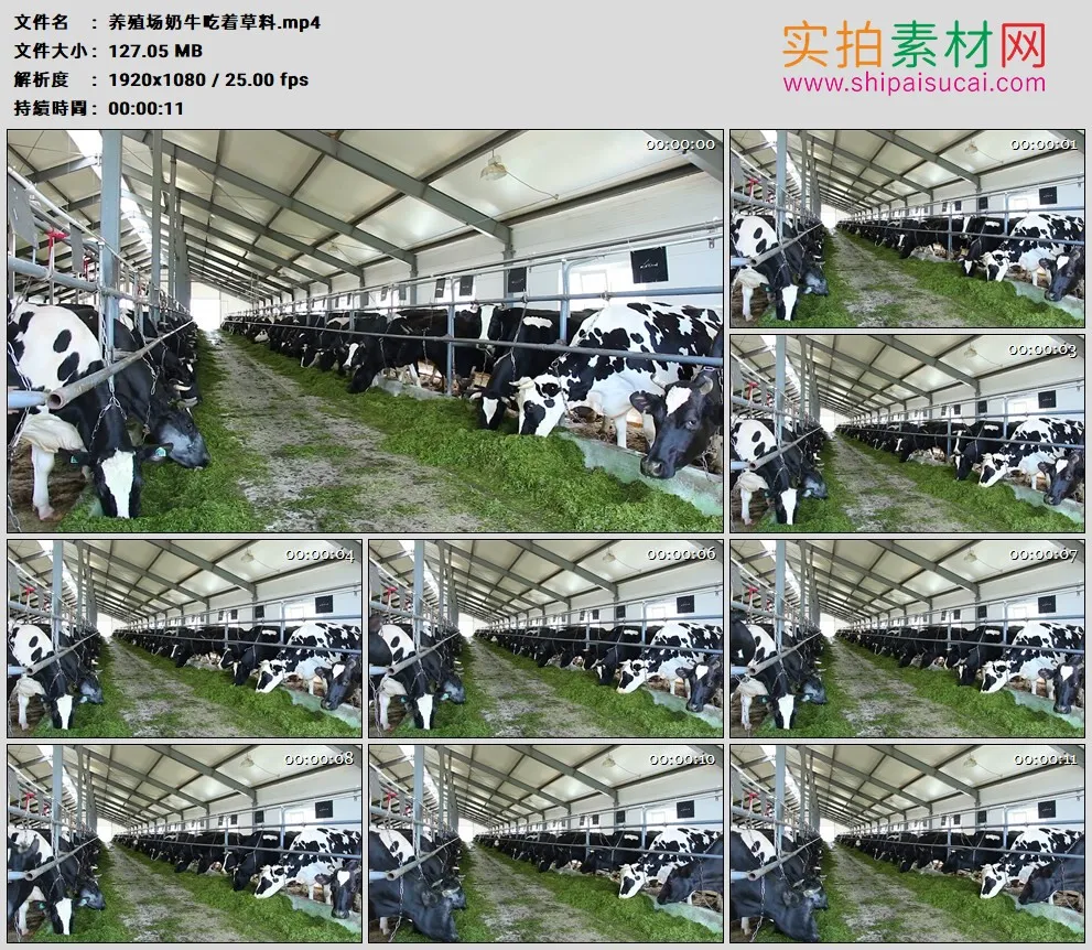高清实拍视频素材丨养殖场奶牛吃着草料