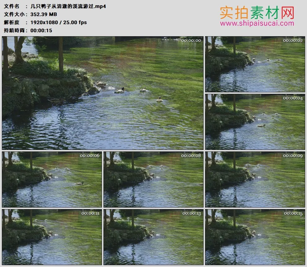 高清实拍视频素材丨几只鸭子从清澈的溪流游过