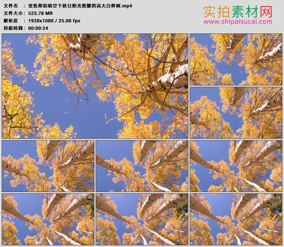 高清实拍视频素材丨变焦仰拍晴空下秋日阳光照耀的高大白桦树