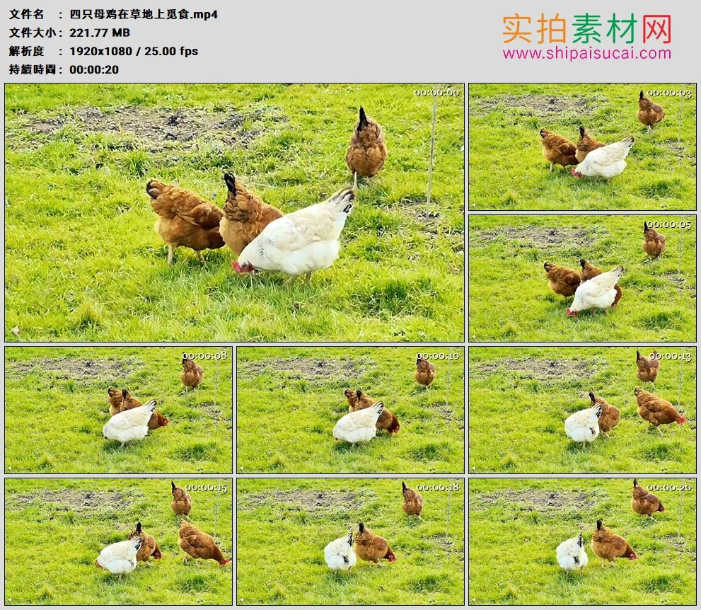 高清实拍视频素材丨四只母鸡在草地上觅食