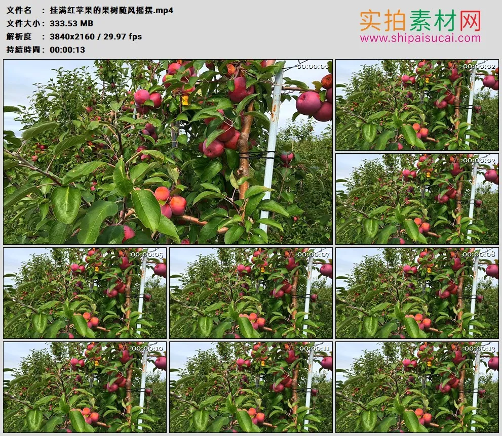 4K高清实拍视频素材丨挂满红苹果的果树随风摇摆