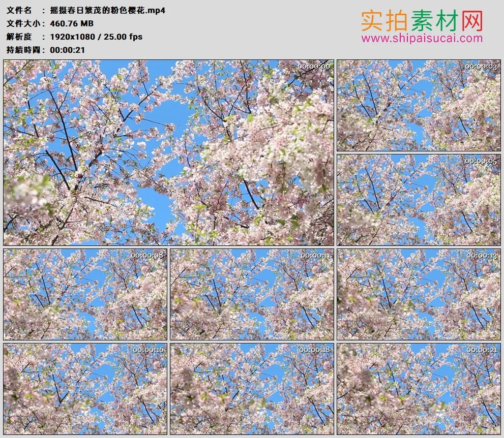 高清实拍视频素材丨摇摄春日繁茂的粉色樱花