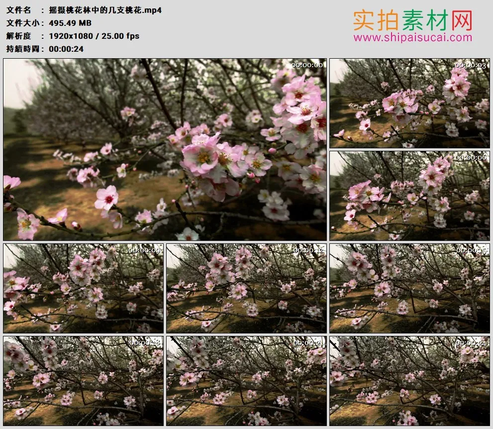 高清实拍视频素材丨摇摄桃花林中的几支桃花