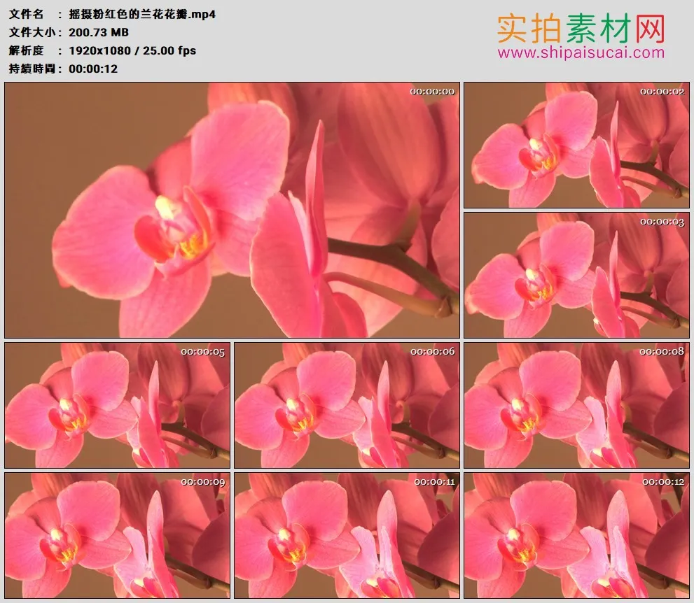 高清实拍视频素材丨摇摄粉红色的兰花花瓣