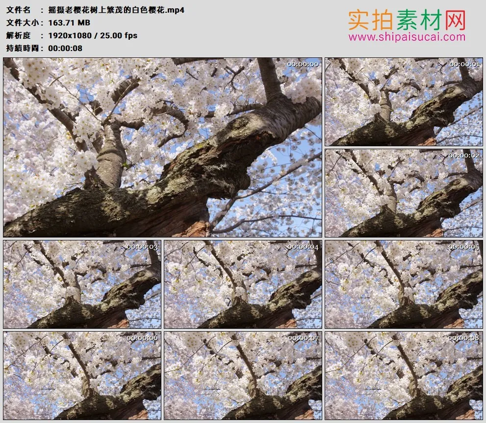 高清实拍视频素材丨摇摄老樱花树上繁茂的白色樱花