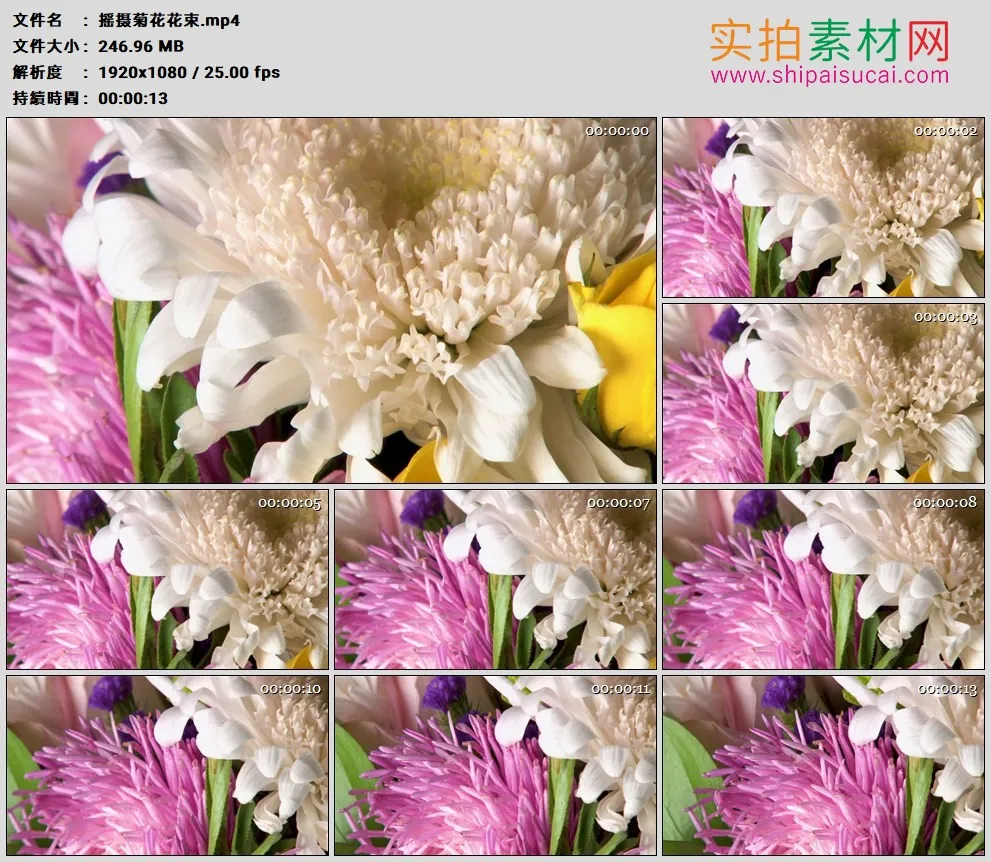 高清实拍视频素材丨摇摄菊花花束