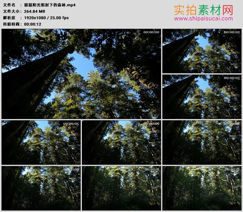 高清实拍视频素材丨摇摄阳光照射下的森林