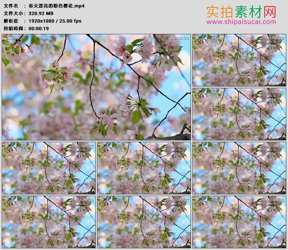 高清实拍视频素材丨春天漂亮的粉色樱花