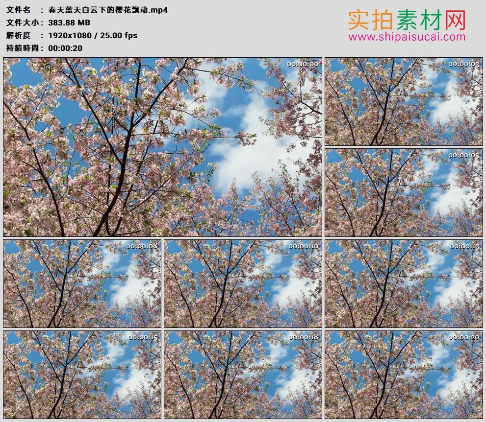 高清实拍视频素材丨春天蓝天白云下的樱花飘动