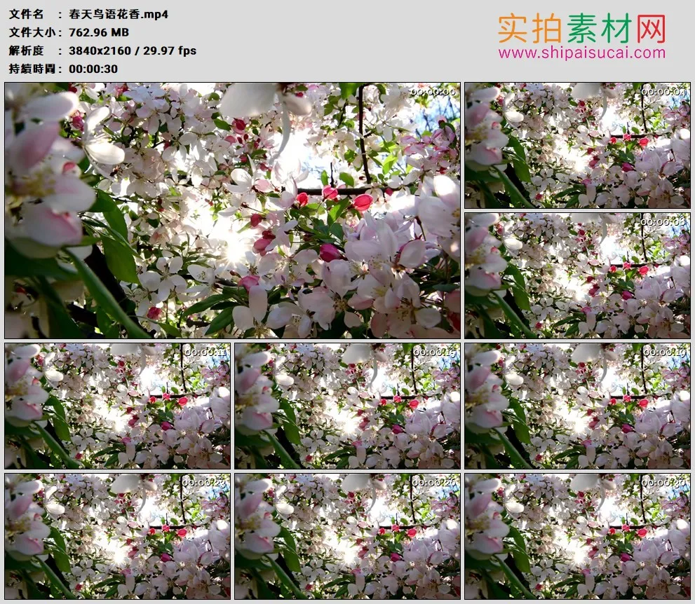 4K高清实拍视频素材丨春天鸟语花香
