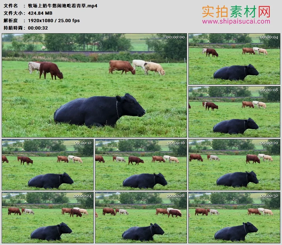 高清实拍视频素材丨牧场上奶牛悠闲地吃着青草