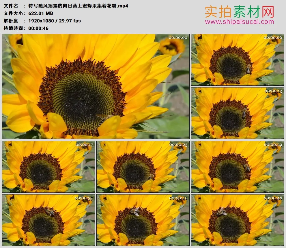 高清实拍视频素材丨特写随风摇摆的向日葵上蜜蜂采集着花粉