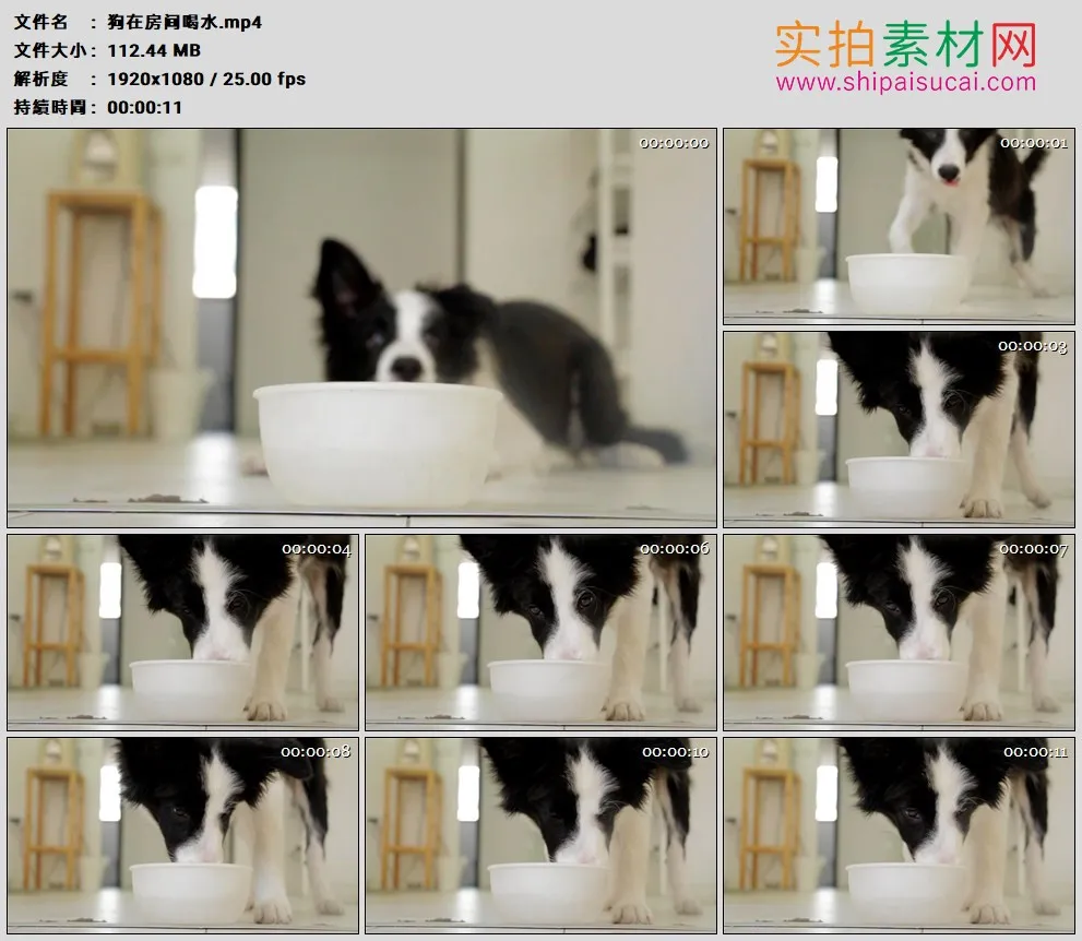 高清实拍视频素材丨狗在房间喝水