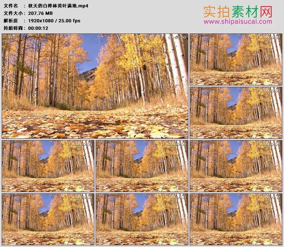 高清实拍视频素材丨秋天的白桦林黄叶满地