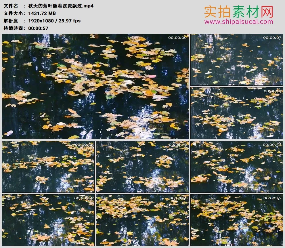 高清实拍视频素材丨秋天的落叶随着溪流飘过