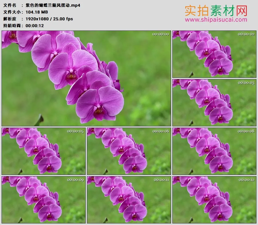 高清实拍视频素材丨紫色的蝴蝶兰随风摆动