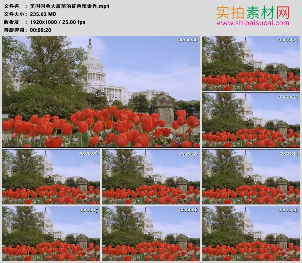 高清实拍视频素材丨美国国会大厦前的红色郁金香