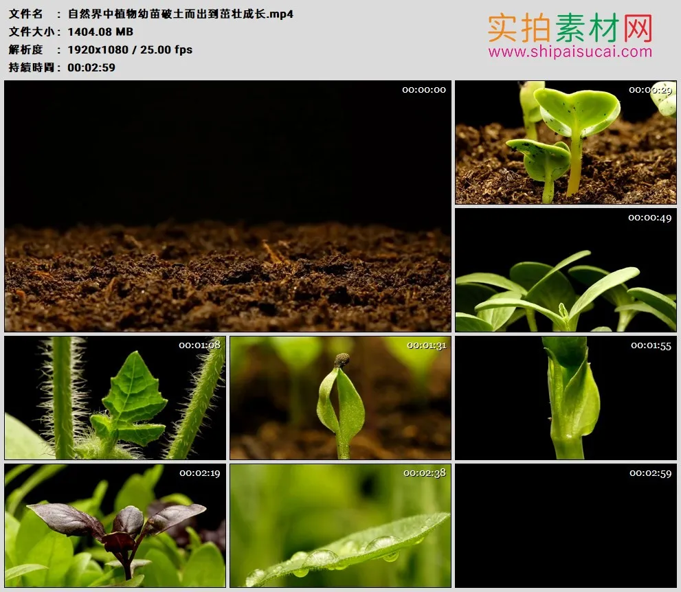 高清实拍视频素材丨自然界中植物幼苗破土而出到茁壮成长 种子发芽