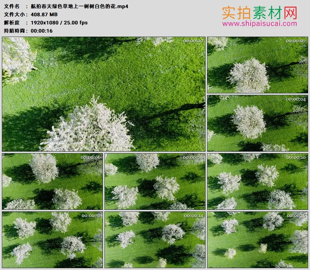 高清实拍视频素材丨航拍春天绿色草地上一树树白色的花