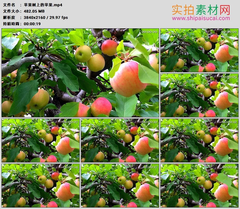 4K高清实拍视频素材丨苹果树上的苹果