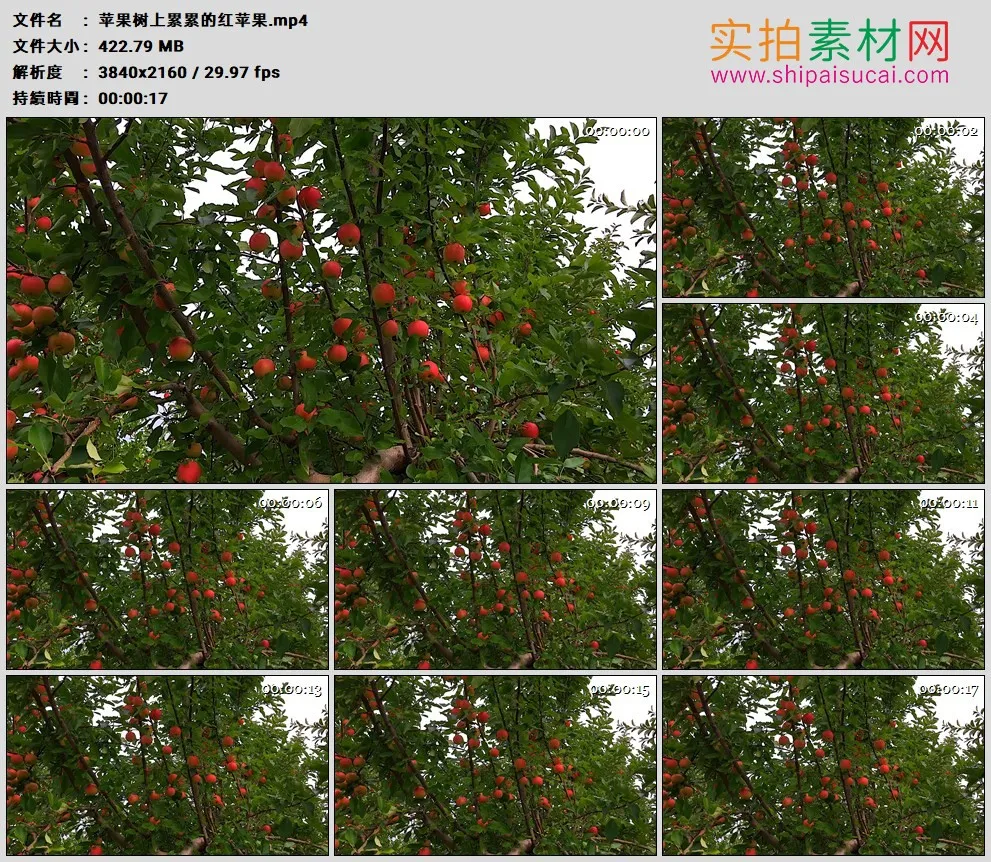4K高清实拍视频素材丨苹果树上累累的红苹果