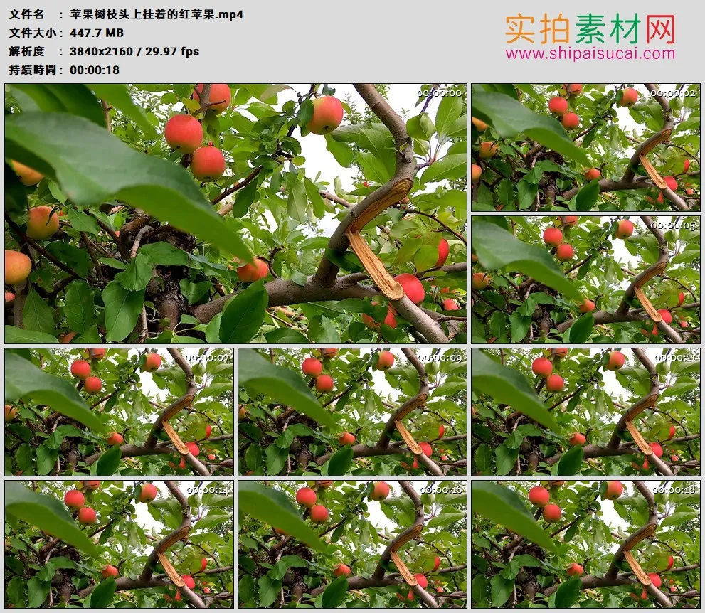 4K高清实拍视频素材丨苹果树枝头上挂着的红苹果