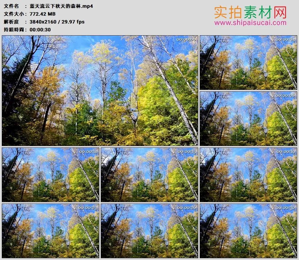 4K高清实拍视频素材丨蓝天流云下秋天的森林