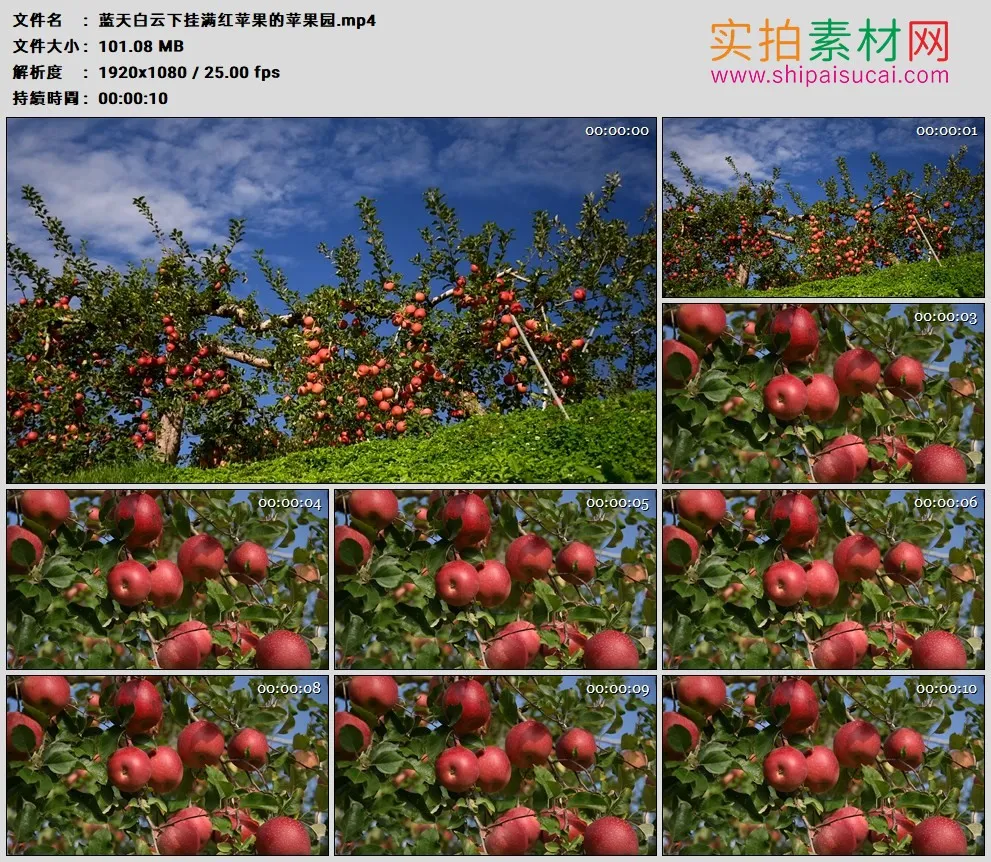 高清实拍视频素材丨蓝天白云下挂满红苹果的苹果园